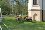 INSTYTUT NAUKOWO - BADAWCZY KSIĘDZA SEBASTIANA KNEIPPA, ZESPÓŁ REHABILITACYJNO - WYPOCZYNKOWY SEBASTIANEUM SILESIACUM 