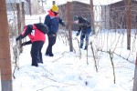 COROCZNE CIĘCIE WINOROŚLI JUŻ ROZPOCZĘTE!