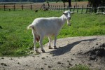 Agroturystyka Gościnna Zagroda Gościejowice