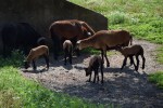 Agroturystyka Gościnna Zagroda Gościejowice