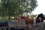 Ranczo Stare Kucoby