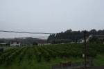 Agroturystyka Winnicy Rodzinnej Cwielong - Olszewski