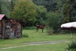 Agroturystyka Stobrawska Grzynda u Kaniów