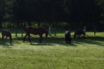 Gospodarstwo Agroturystyczne Gejsza