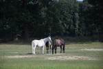 Gospodarstwo Agroturystyczne "Ranczo Tamiza"