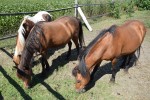 Gospodarstwo agroturystyczne "U Willima"