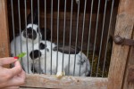 Gospodarstwo Agroturystyczne "U Źródeł Prosny"