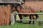 Gospodarstwo Agroturystyczne "U Źródeł Prosny"