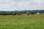 Konig Western Ranch