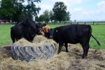 Konig Western Ranch