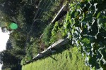 Agroturystyka Ajmaraya przy hodowli alpak
