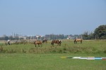 Gospodarstwo agroturystyczne "Pony"