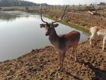 Łowisko smażalnia Pstrążek
