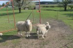 Agroturystyka &bdquo;Lamich&rdquo;