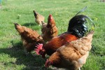 Agroturystyka &bdquo;Lamich&rdquo;