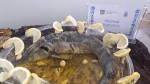 Opolskie smaki nagrodzone podczas finału konkursu w Poznaniu